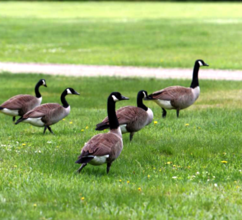 Canada geese resting on hillside